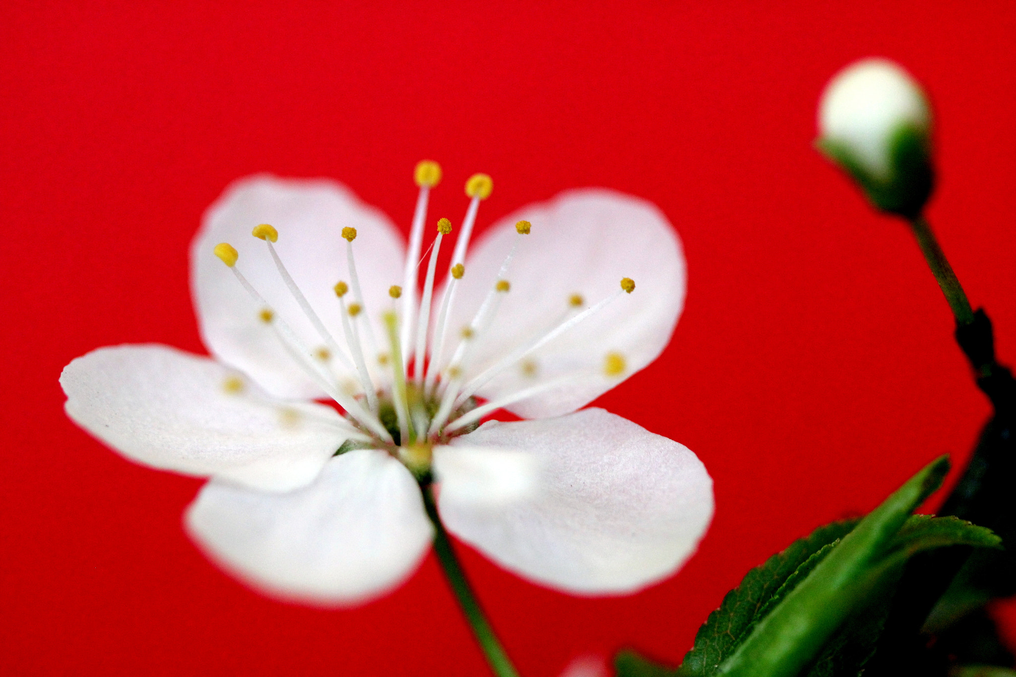 Canon EF 100mm F2.8 Macro USM sample photo. ****** photography