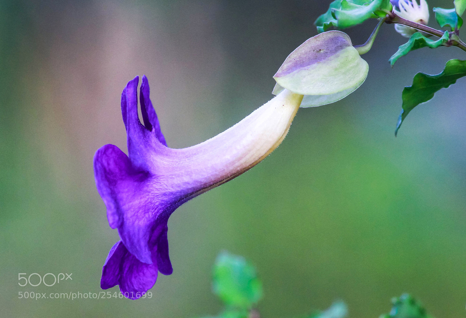 Canon EOS 7D sample photo. Purple.. photography