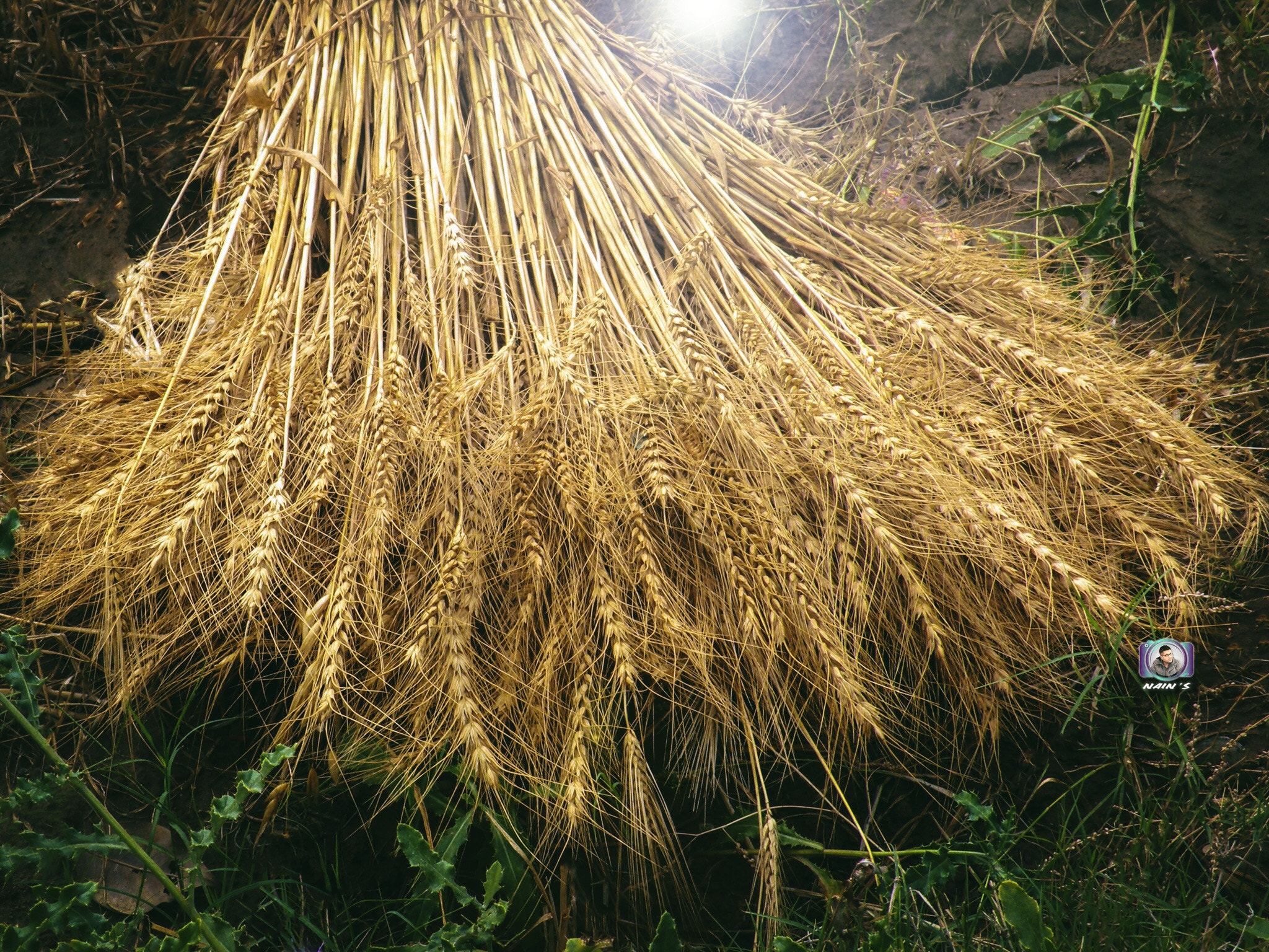 Nikon Coolpix P80 sample photo. Wheat bundle... photography