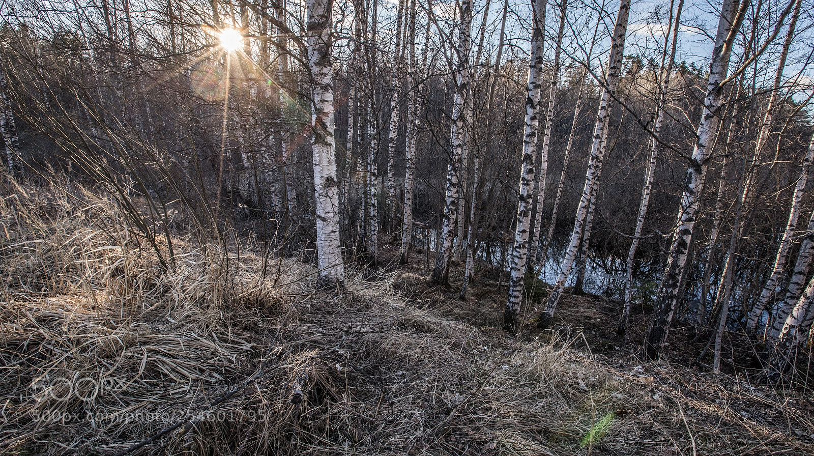 Canon EOS 5D Mark IV sample photo. Finnish forest photography