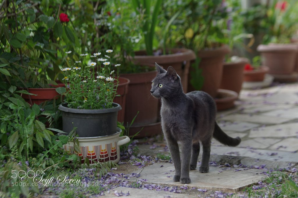 Pentax K-3 sample photo. D u m a photography