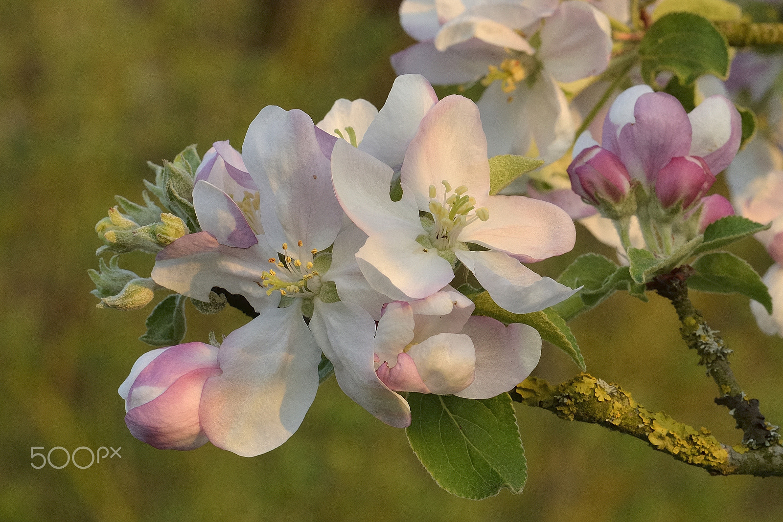 Nikon D800E sample photo. Apple blossoms / pommiers en fleurs photography