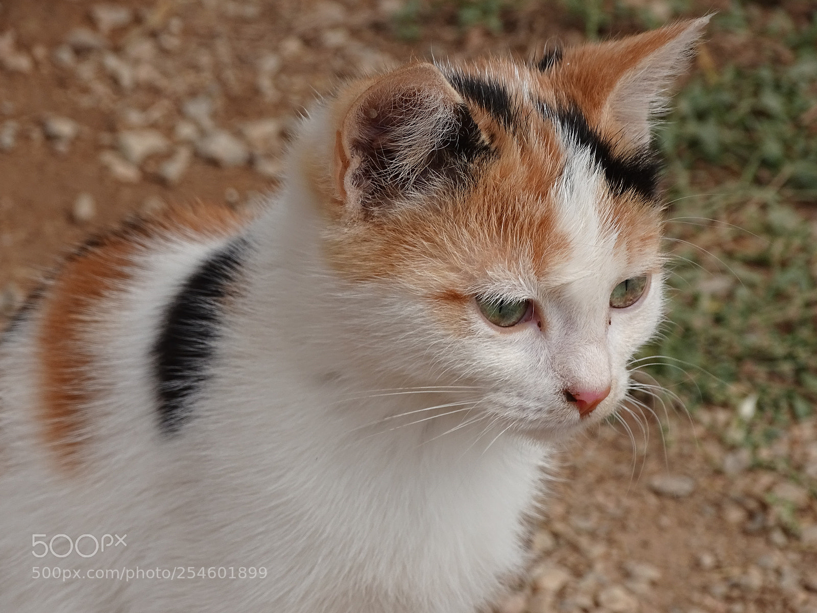 Sony Cyber-shot DSC-HX400V sample photo. Dsc photography