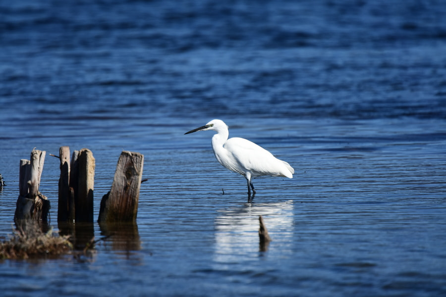 Nikon Nikkor AF-S 300mm F4E PF ED VR sample photo. Heron photography