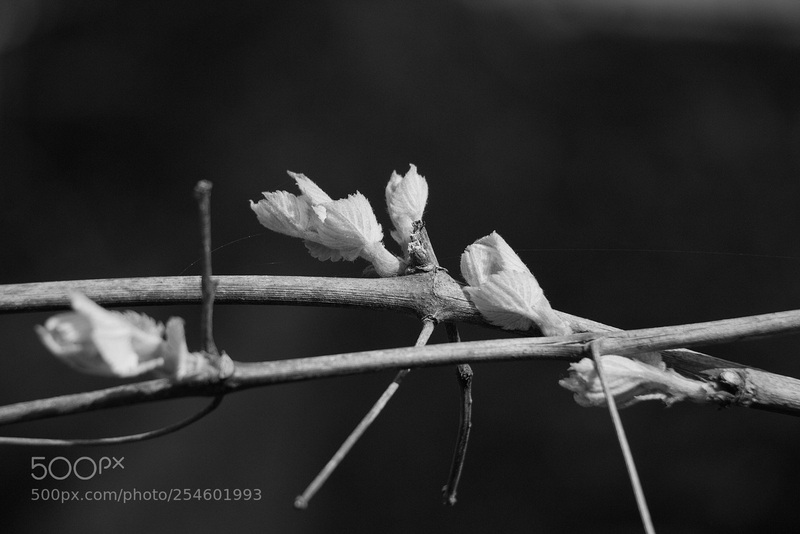 Canon EOS 70D sample photo. Bw_5988 photography