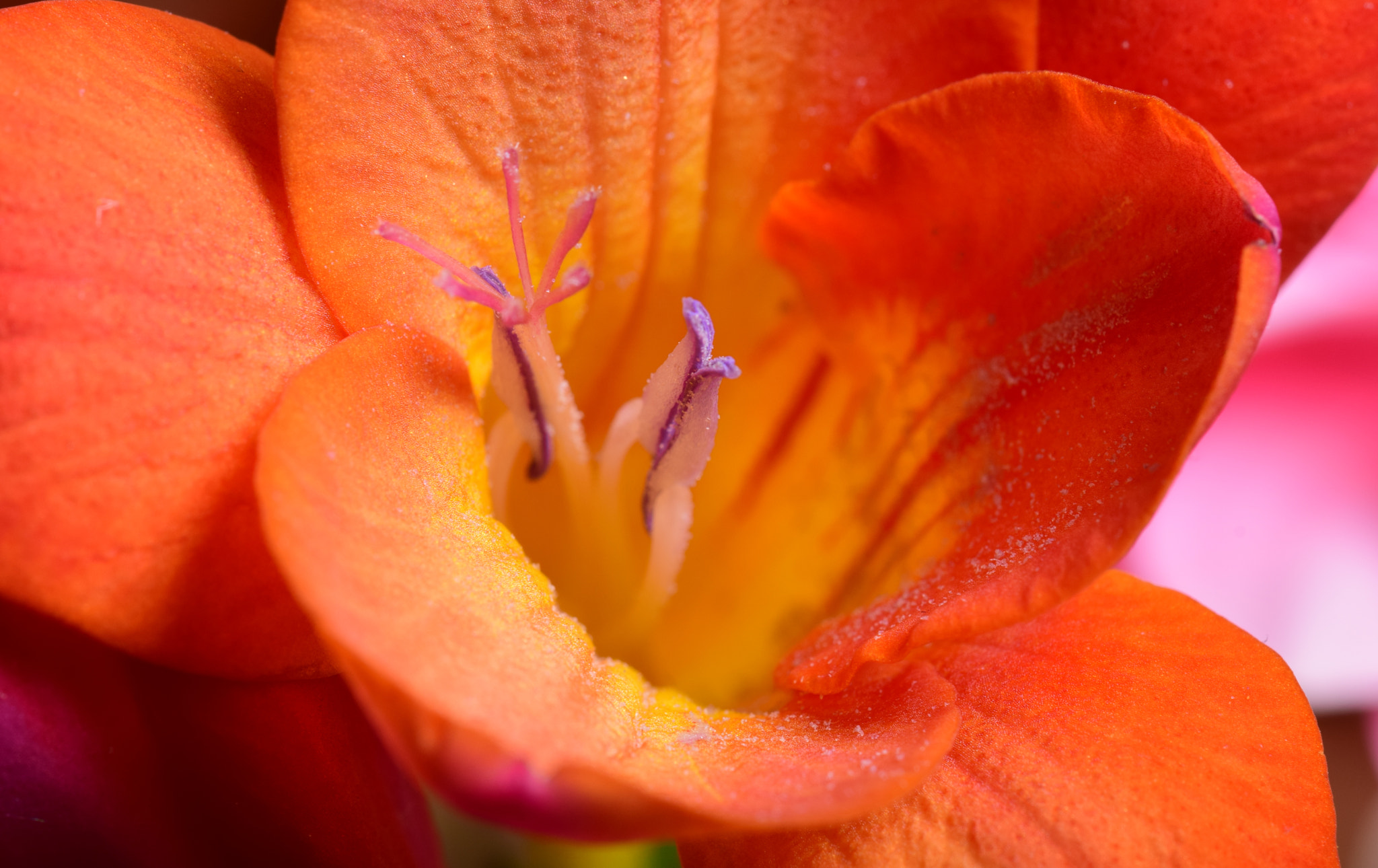 Nikon AF-S DX Micro-Nikkor 85mm F3.5G ED VR sample photo. Details photography