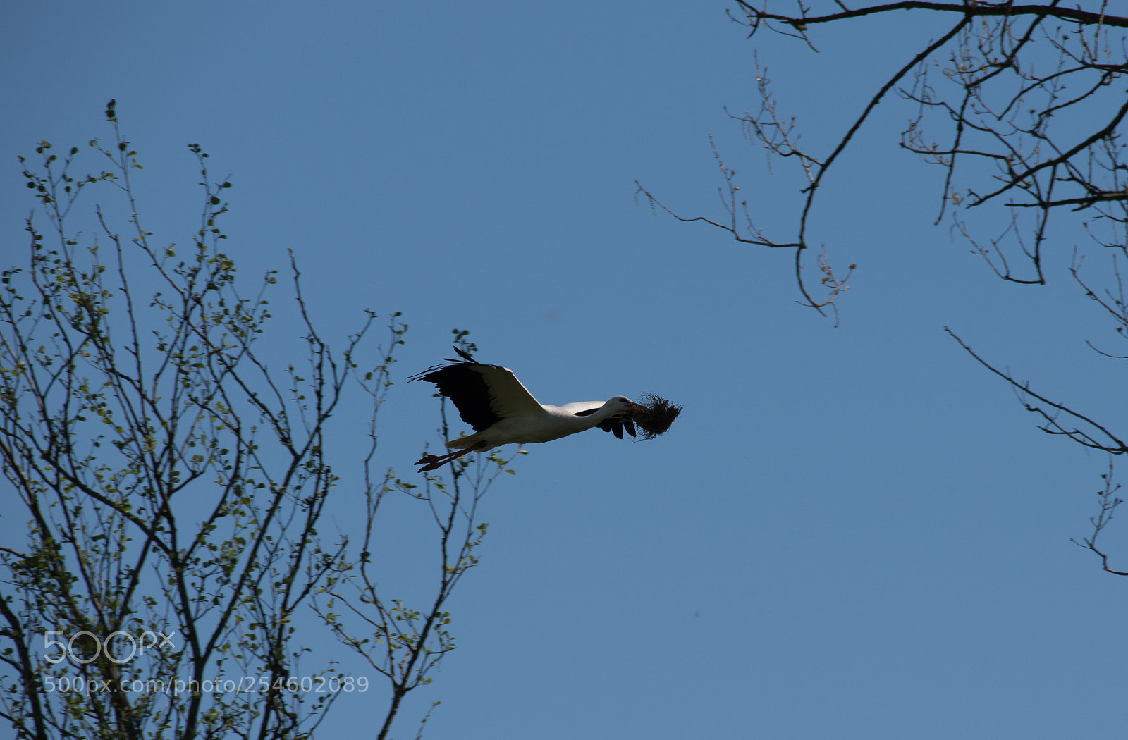 Nikon D5500 sample photo. Storch beim nestbau photography