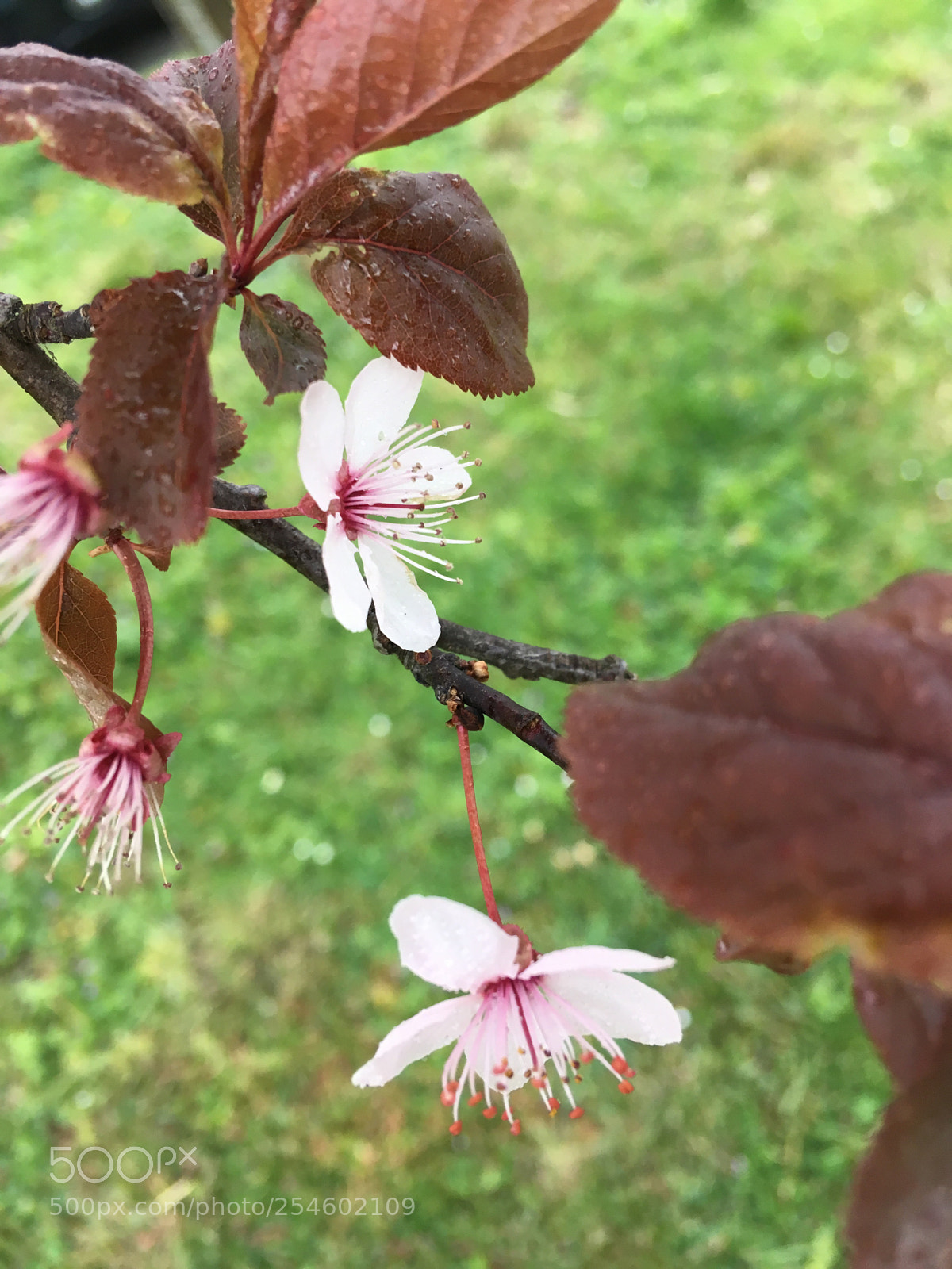 Apple iPhone SE sample photo. Untitled photography