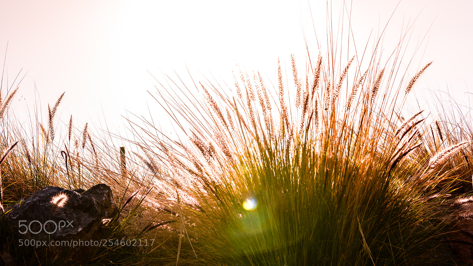 Nikon D850 sample photo. Windswept grass on sunny photography