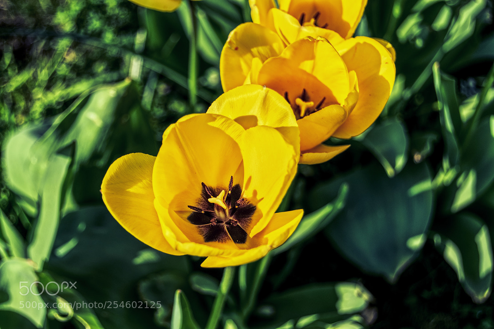 Nikon D3300 sample photo. Spring2 photography