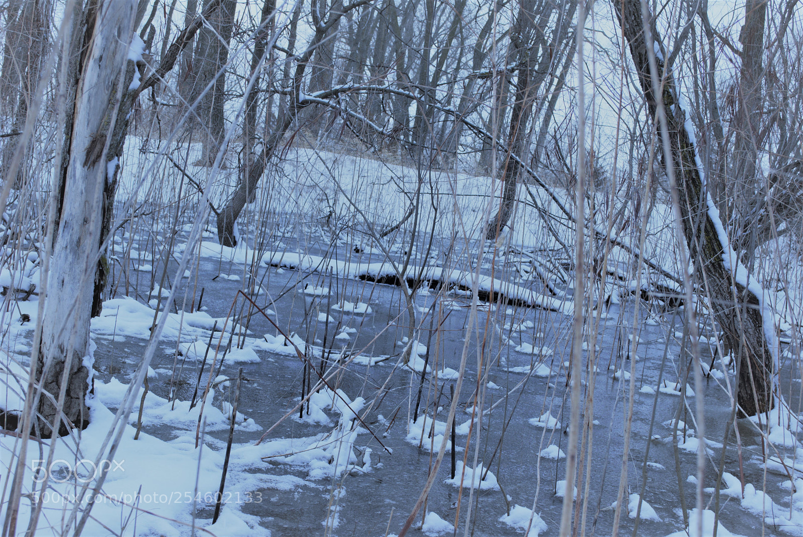 Nikon D3000 sample photo. Pond photography