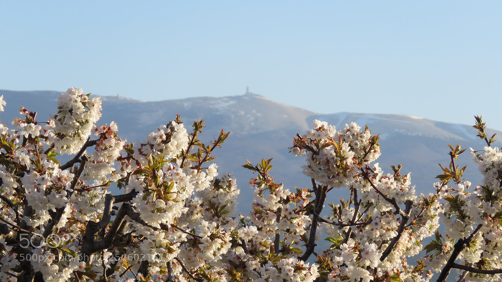 Canon PowerShot SX60 HS sample photo. Le printemps du patriarche photography