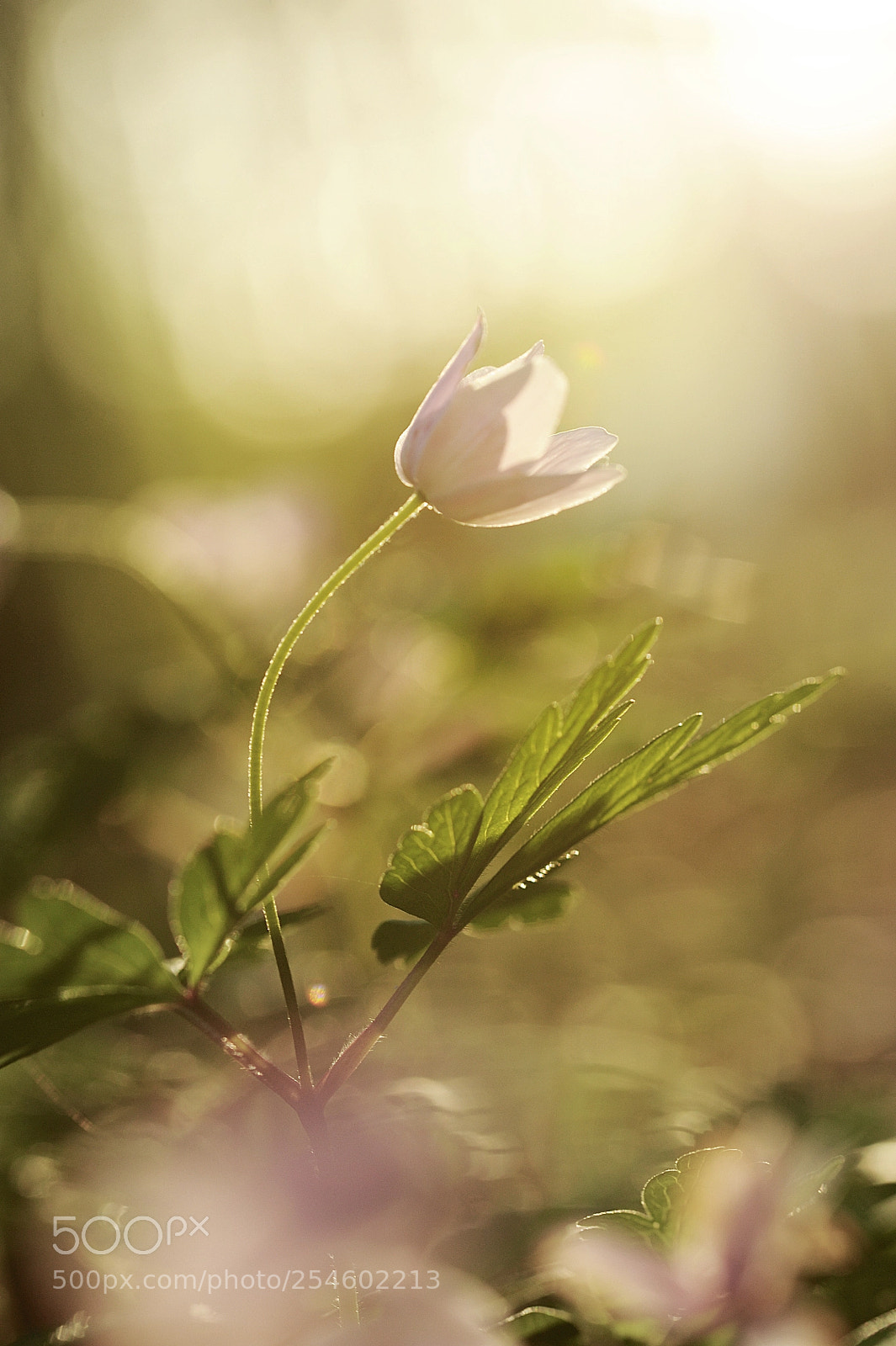Nikon D700 sample photo. Kitschy & pure photography