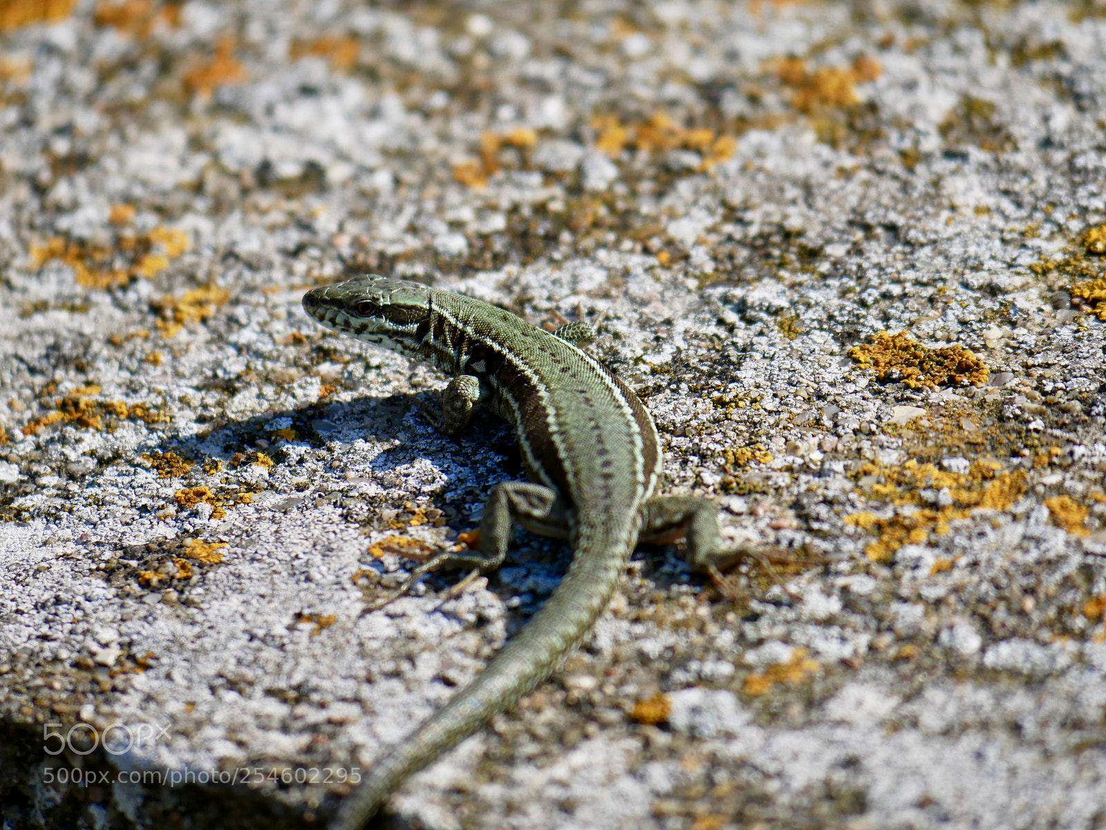 Panasonic Lumix DMC-G85 (Lumix DMC-G80) sample photo. Lézard des murailles photography