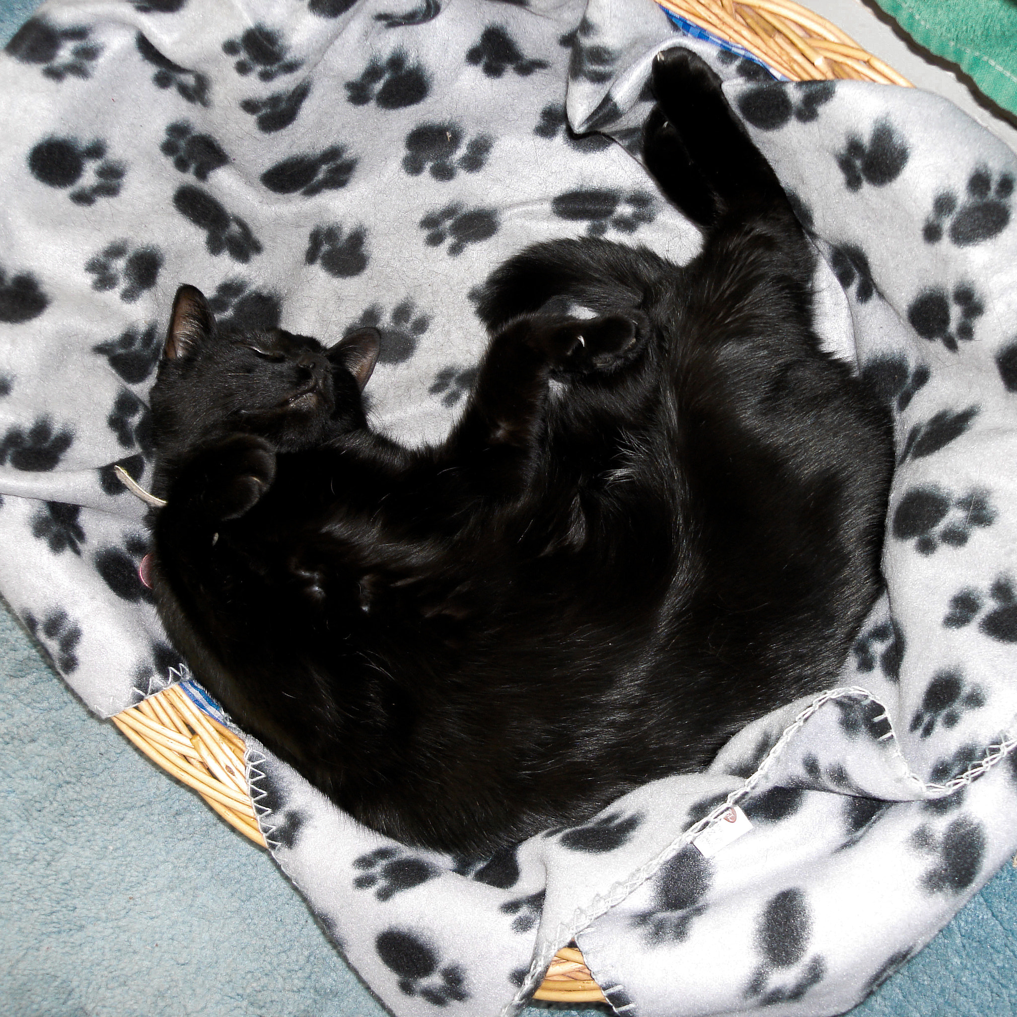 Sony DSC-N1 sample photo. Black cat in basket photography