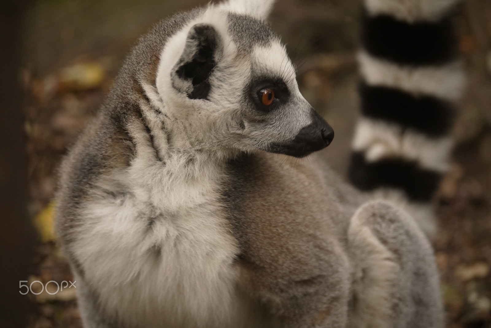 Panasonic Lumix DMC-GF3 sample photo. A curious lemur photography