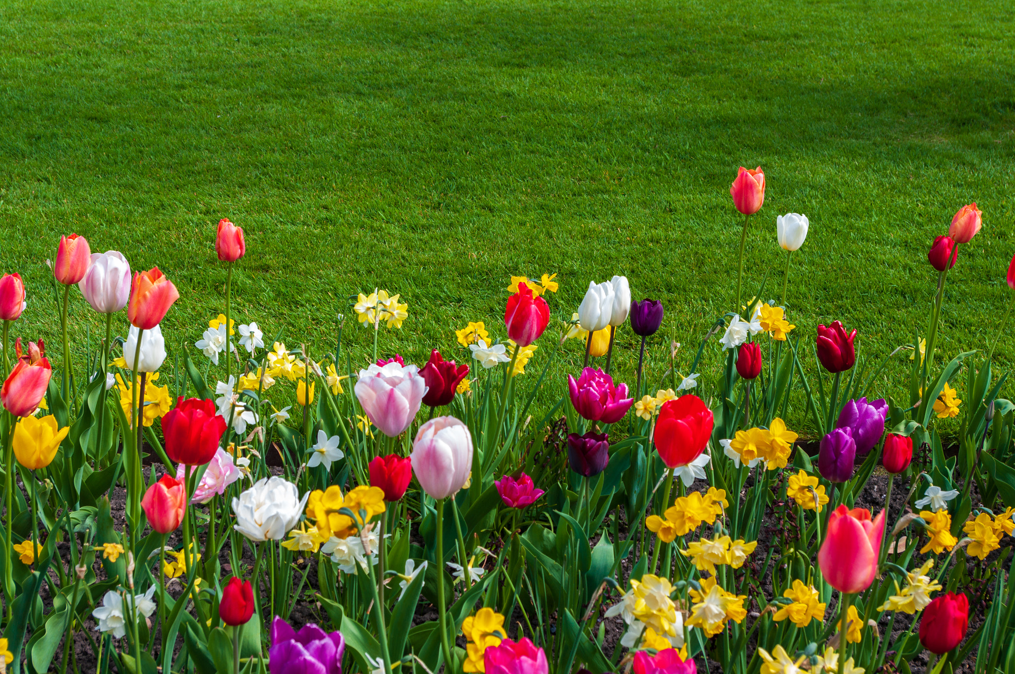 Pentax K-7 sample photo. Tulips and grass photography