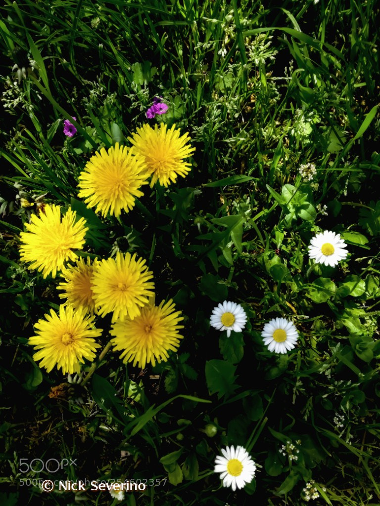 HUAWEI P9 LITE sample photo. A meadow at spring photography