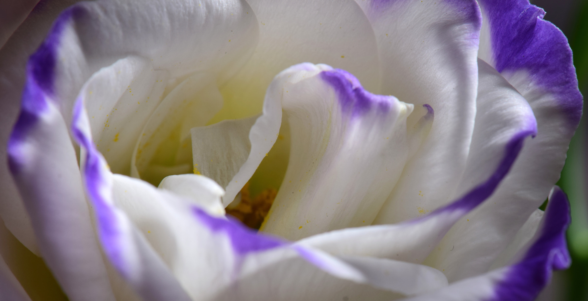 Nikon AF-S DX Micro-Nikkor 85mm F3.5G ED VR sample photo. Details photography