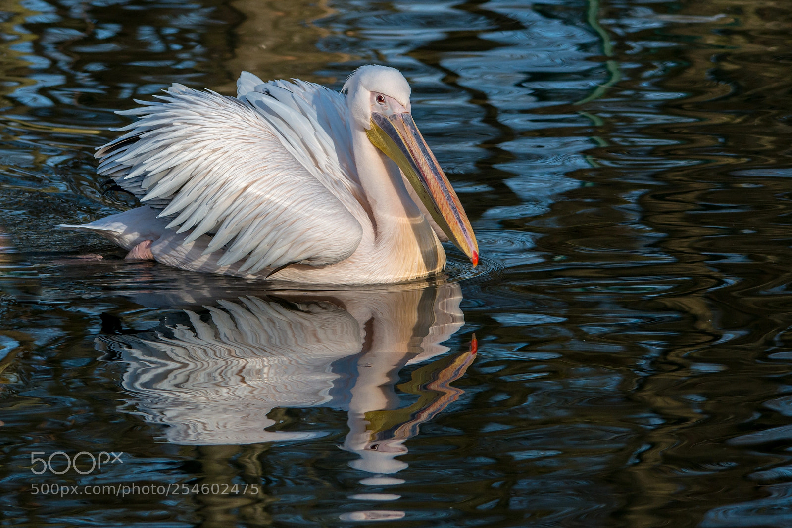 Nikon D800 sample photo. Pelican photography