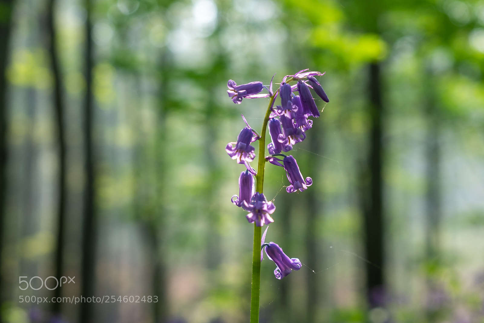Fujifilm X-T1 sample photo. Bluebell photography