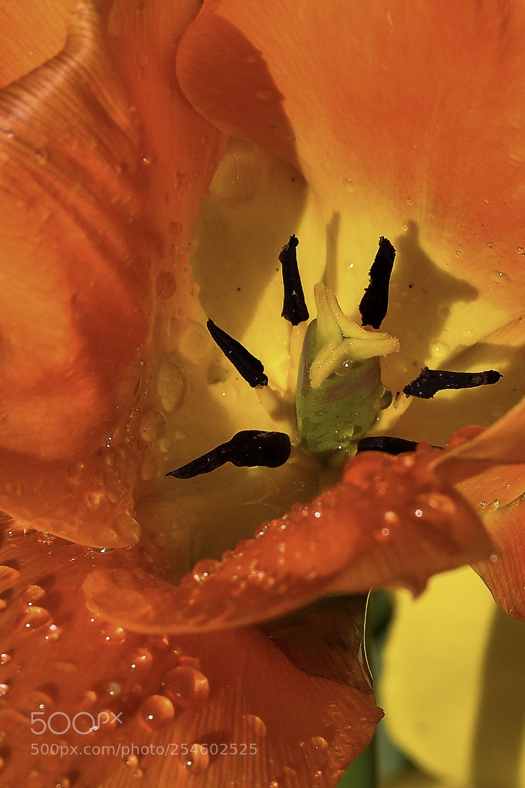 Nikon D7200 sample photo. Flower dream photography