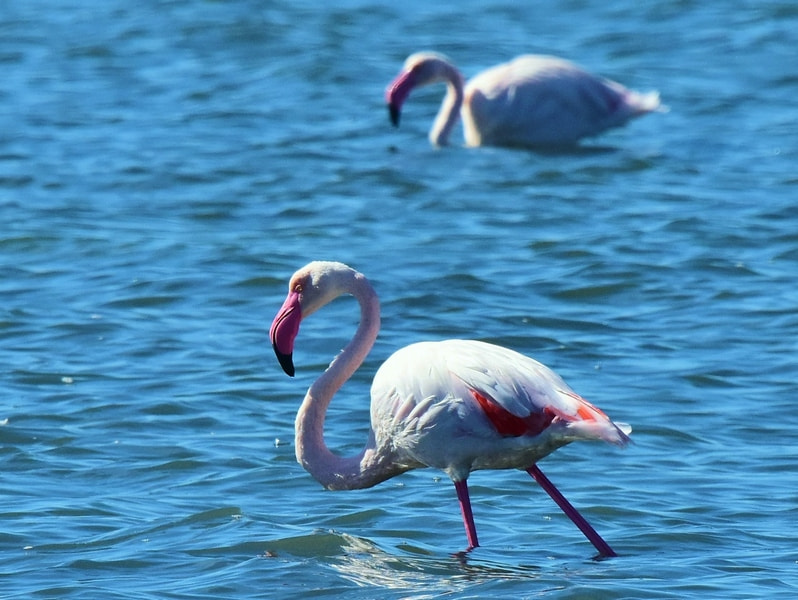 Nikon Nikkor AF-S 300mm F4E PF ED VR sample photo. Flamengo photography