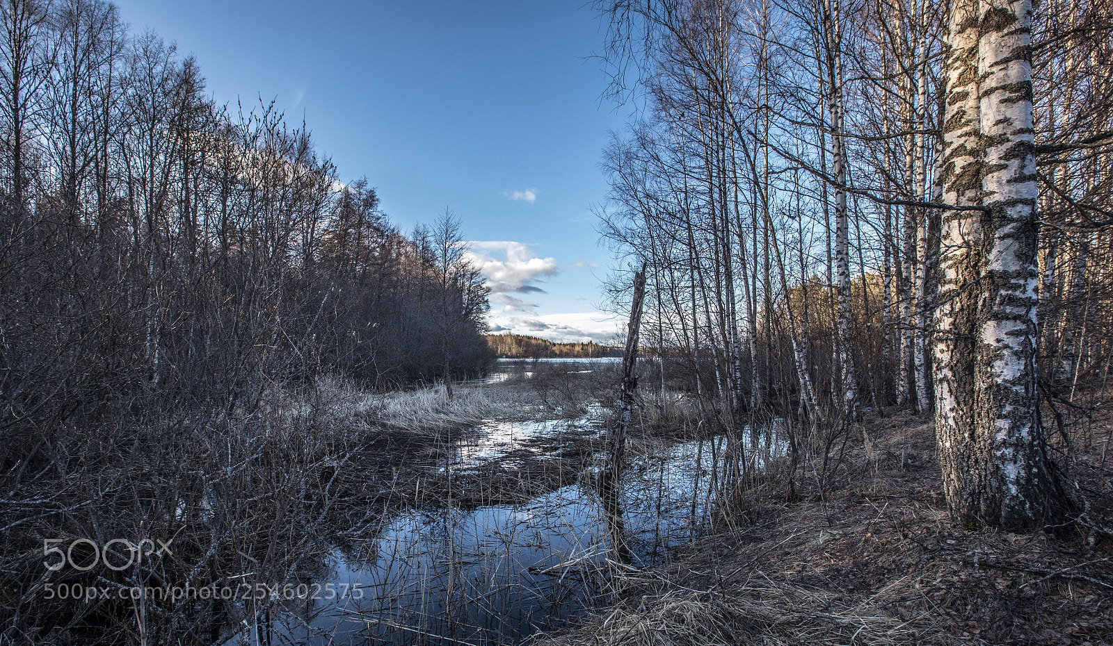 Canon EOS 5D Mark IV sample photo. Finnish forest ii photography