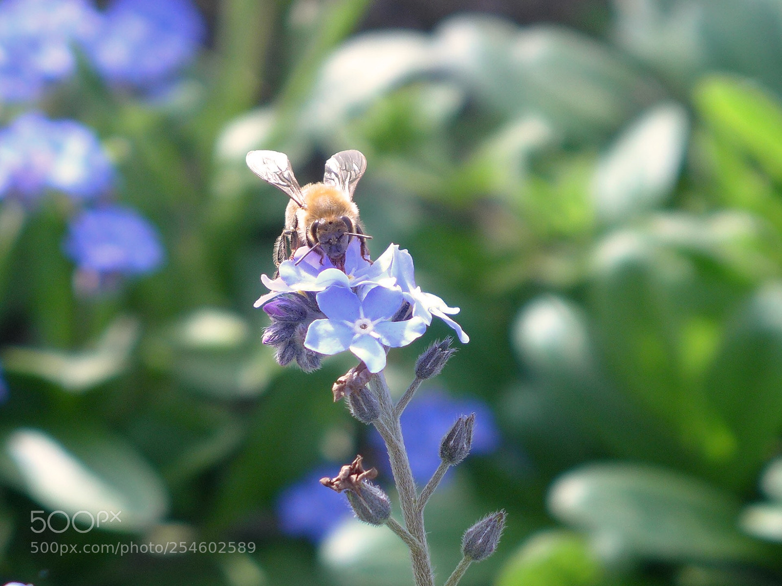 Panasonic Lumix DMC-LX7 sample photo. Honeybee  photography