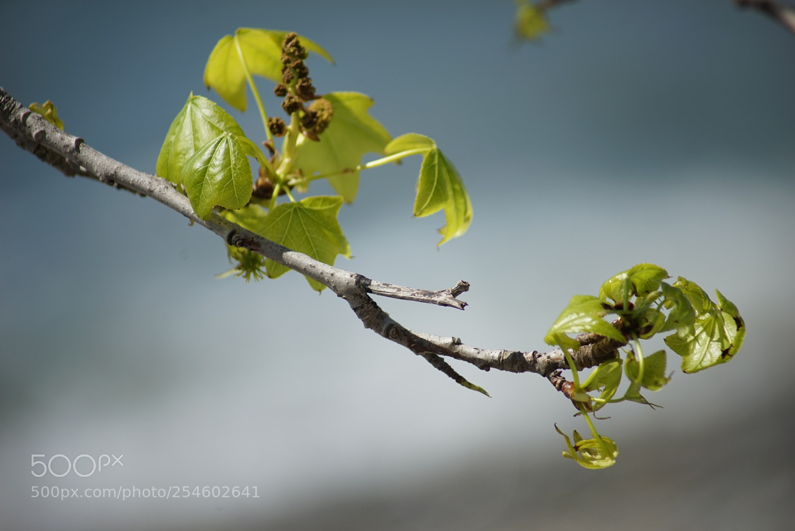Sony a7 sample photo. First leaves photography