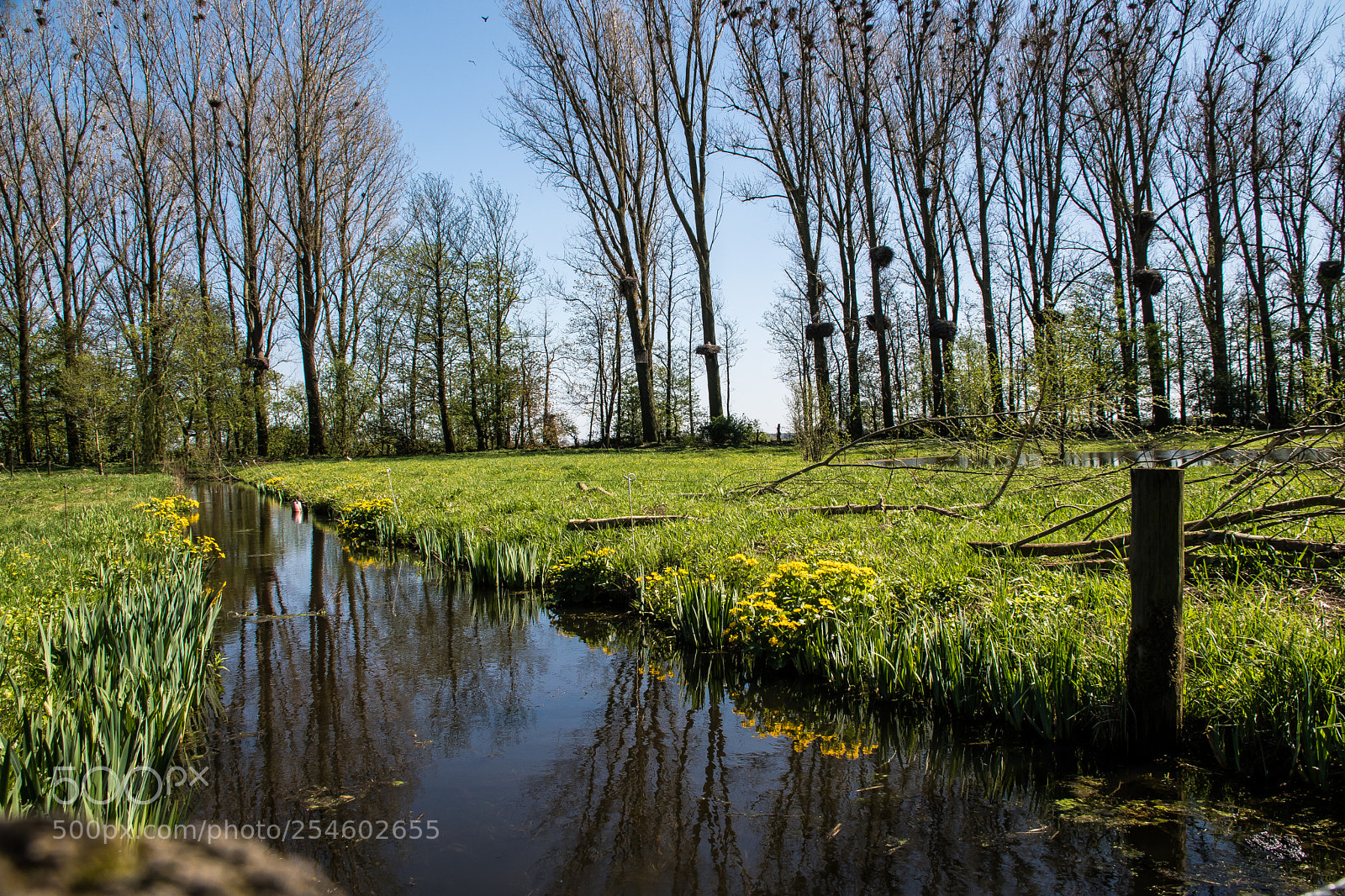 Nikon D5500 sample photo. Storchenparadies photography