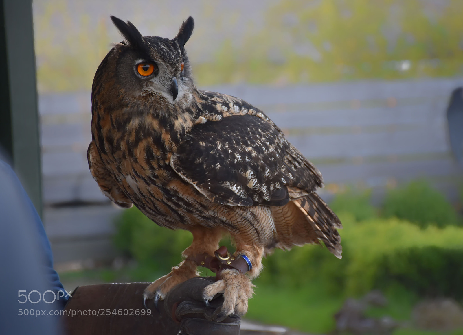 Nikon D7200 sample photo. Owl demo flight photography
