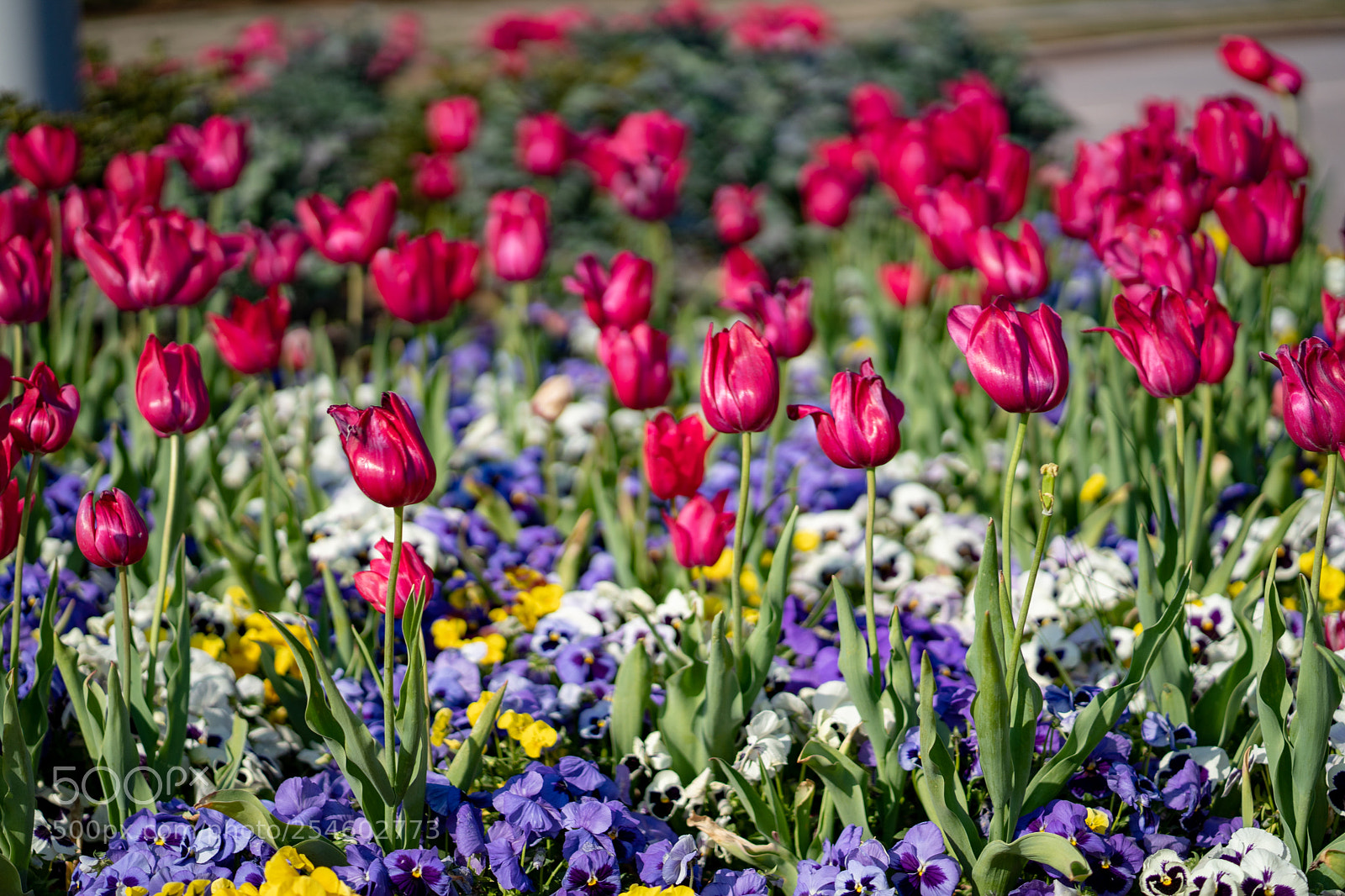 Sony a7 III sample photo. Random photography