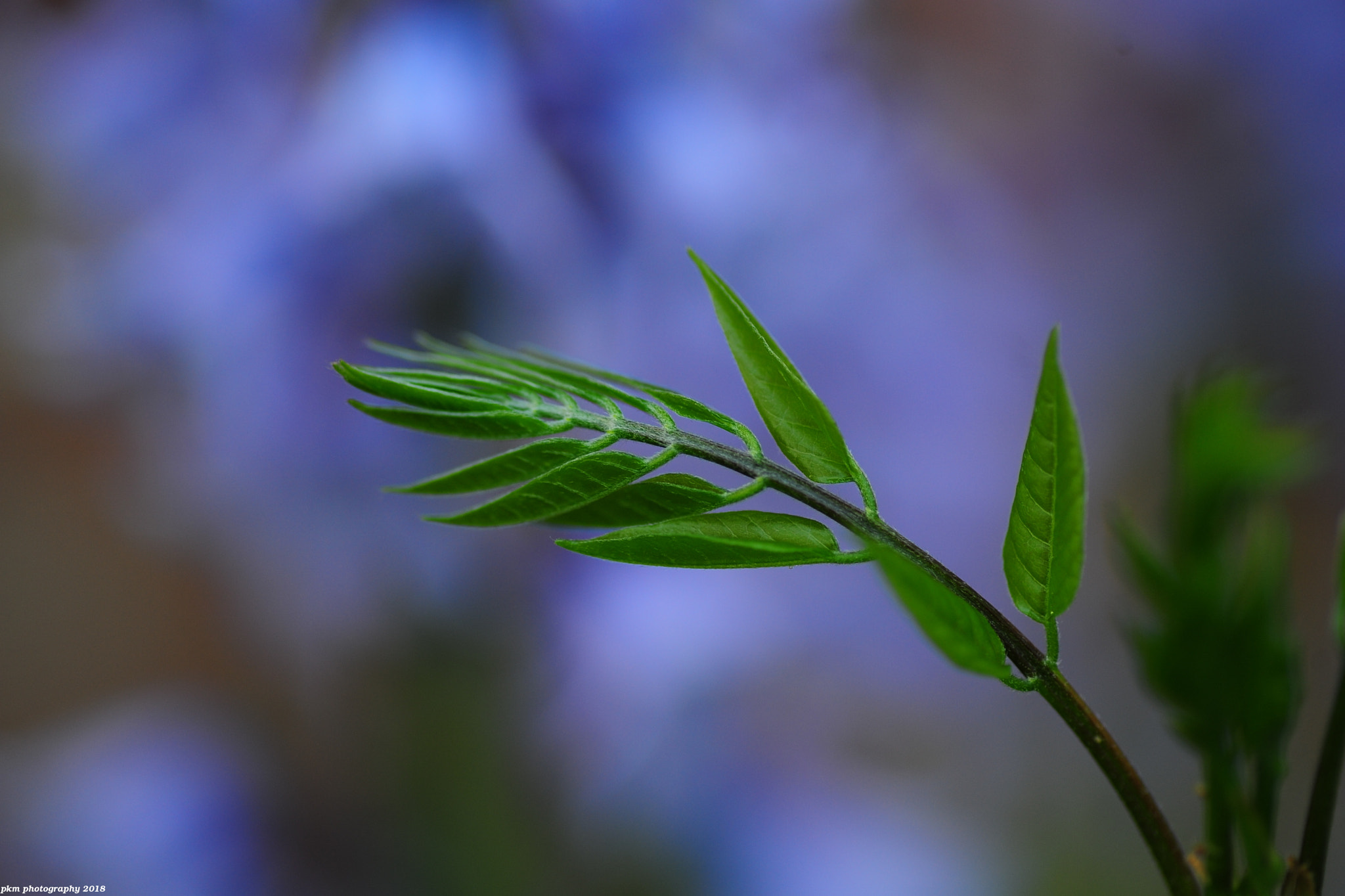 Nikon D700 sample photo. Wisteria photography