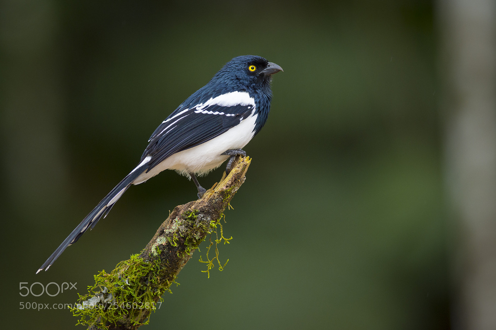 Nikon D7200 sample photo. Magpie tanager photography