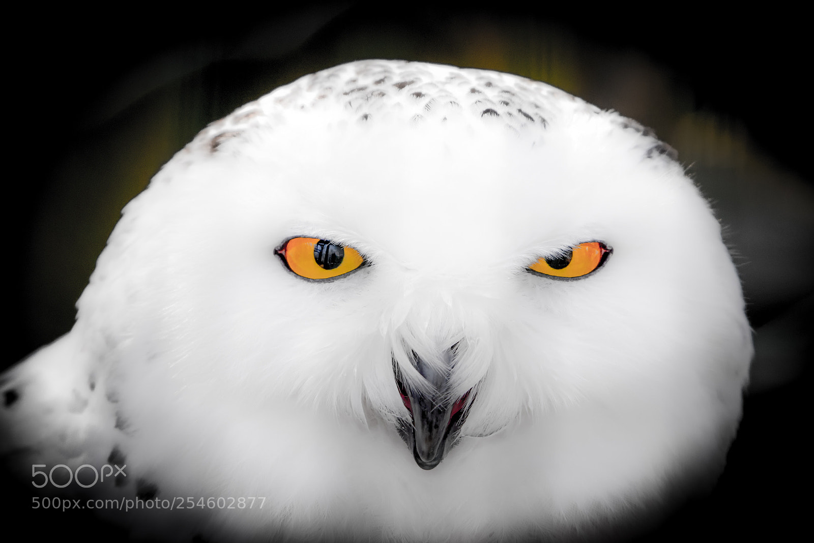 Nikon D610 sample photo. Snowy owl photography