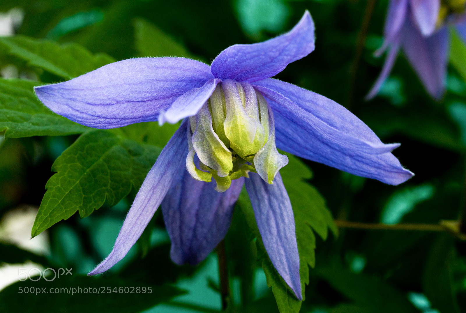 Canon EOS 750D (EOS Rebel T6i / EOS Kiss X8i) sample photo. Clematis montana photography