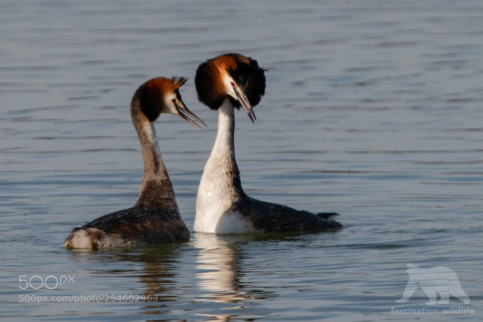 Nikon D850 sample photo. Great crested grebe photography