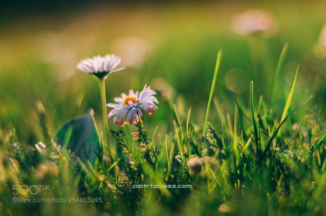Canon EOS 7D sample photo. Wild flower .. photography