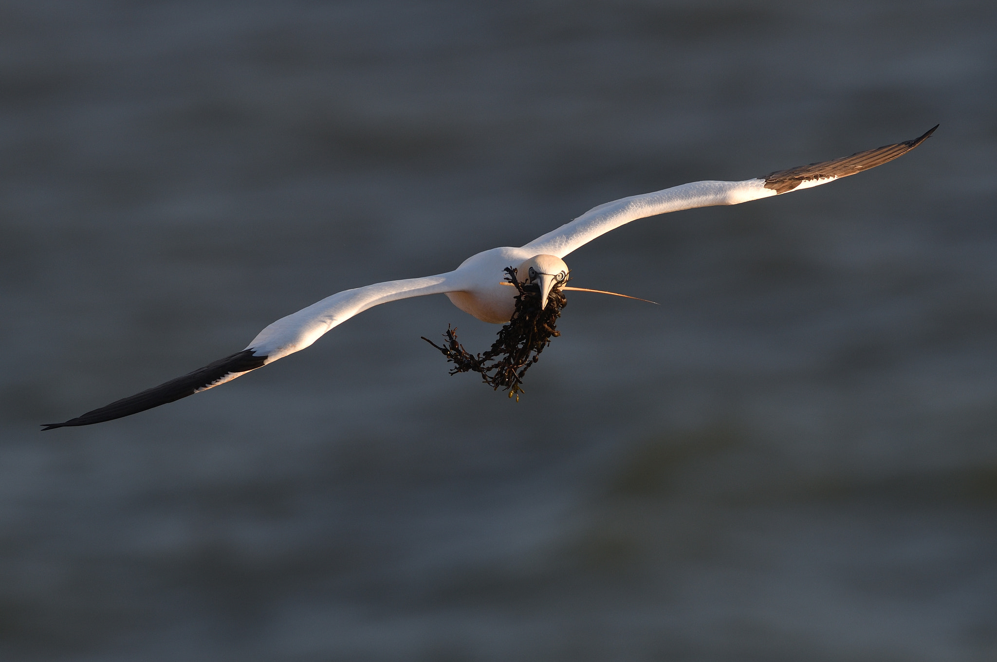 Nikon AF-S Nikkor 500mm F4G ED VR sample photo. Barbatus est photography