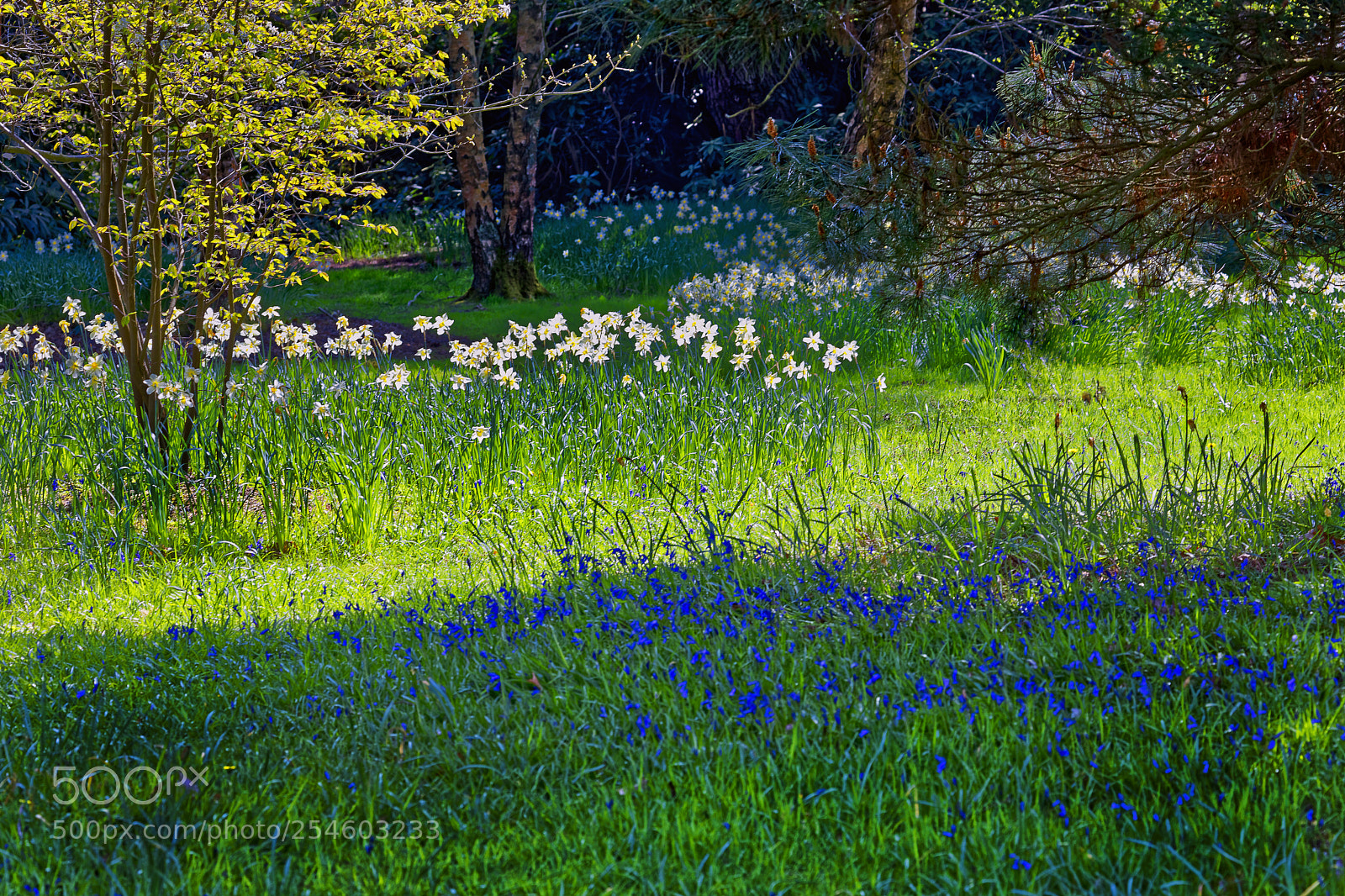 Canon EOS 5DS R sample photo. Woodland flowers photography