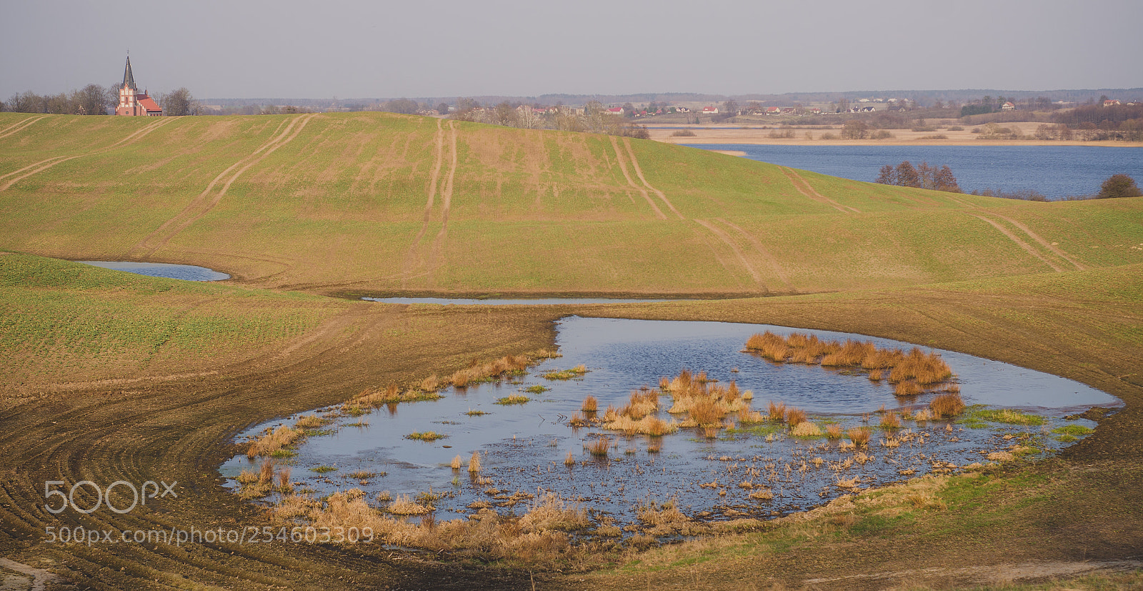 Nikon D7000 sample photo. Klebark wielki photography