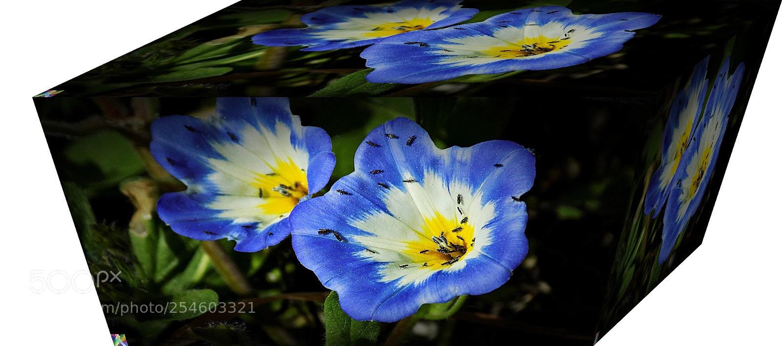 Nikon COOLPIX L340 sample photo. Campanillas al cubo photography