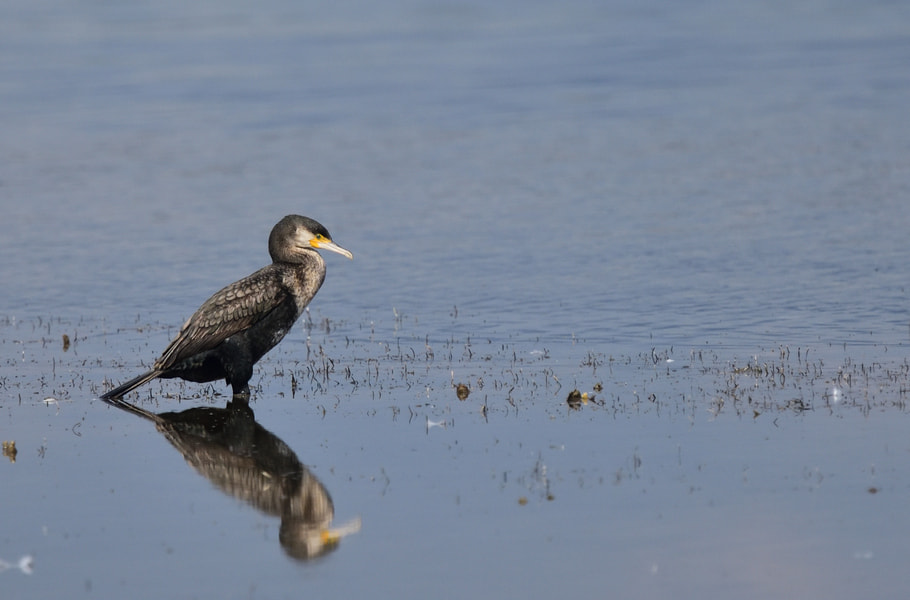 Nikon D750 + Nikon Nikkor AF-S 300mm F4E PF ED VR sample photo. Cormorant photography