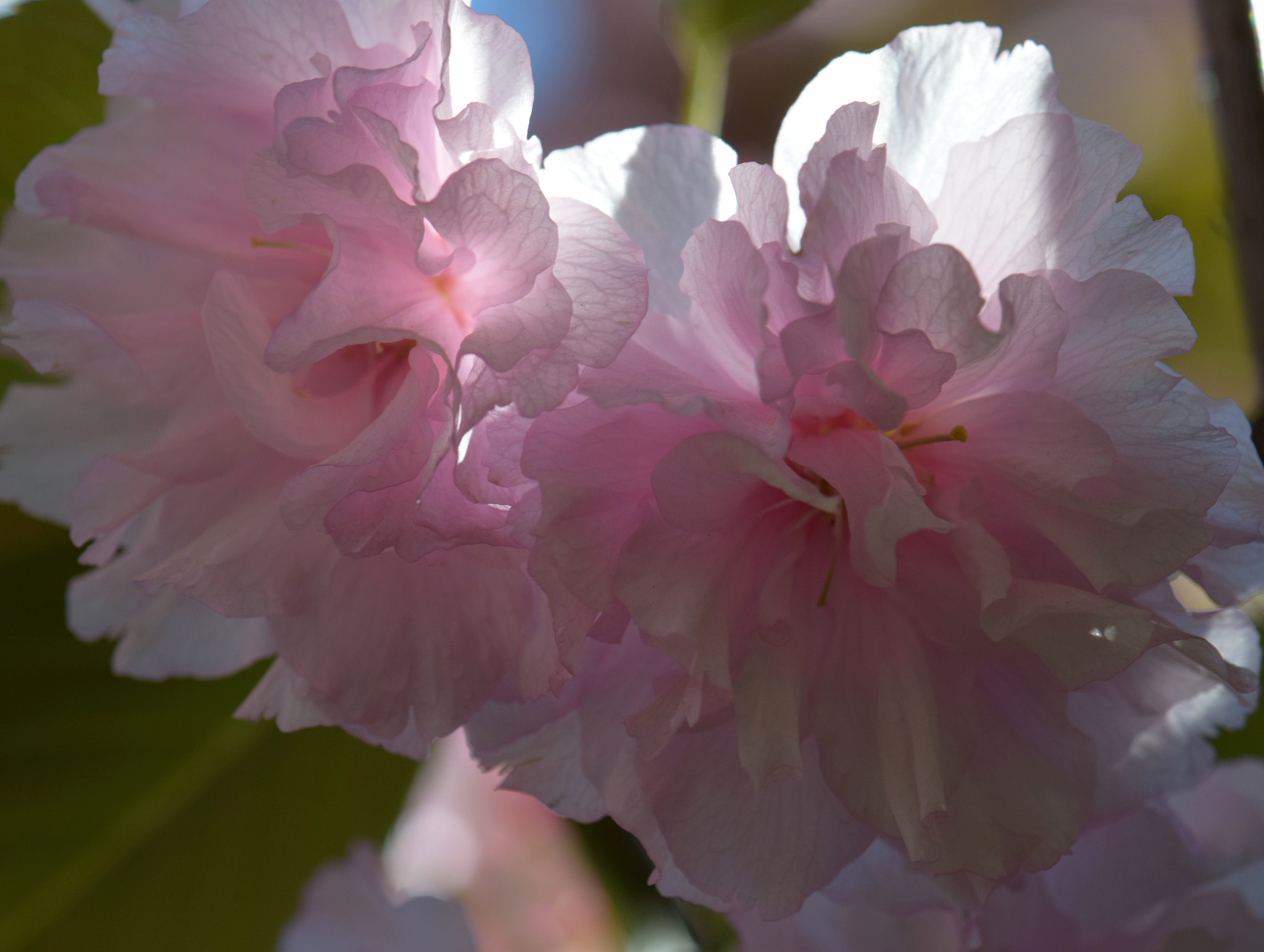 Nikon AF-S DX Micro-Nikkor 85mm F3.5G ED VR sample photo. Details photography