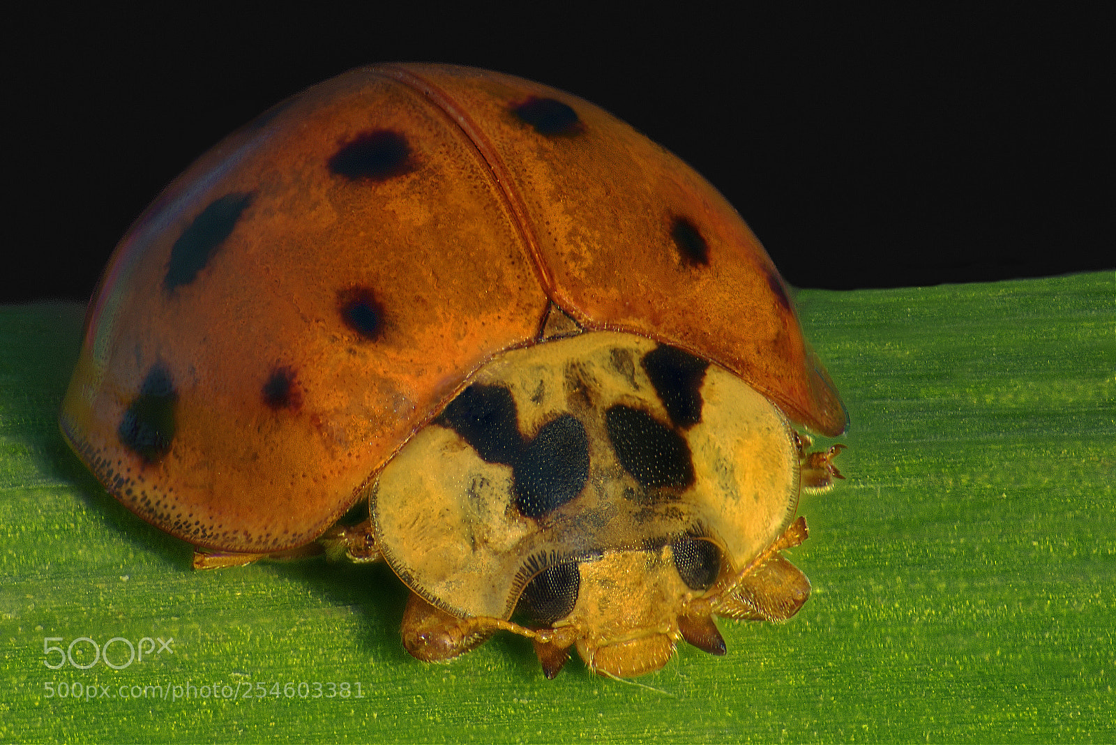 Nikon D5300 sample photo. Ladybird photography