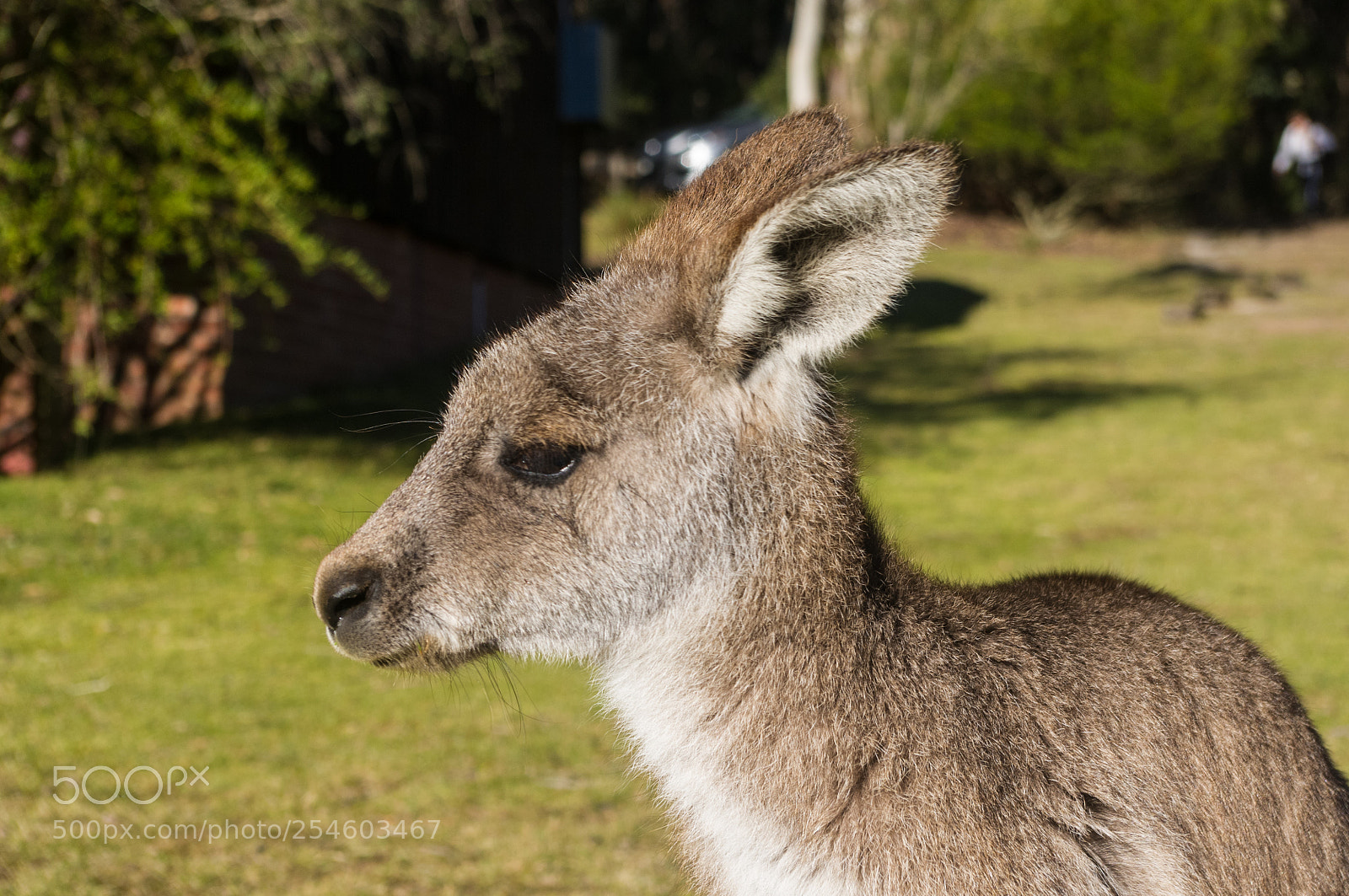 Pentax K-x sample photo. Little joey photography