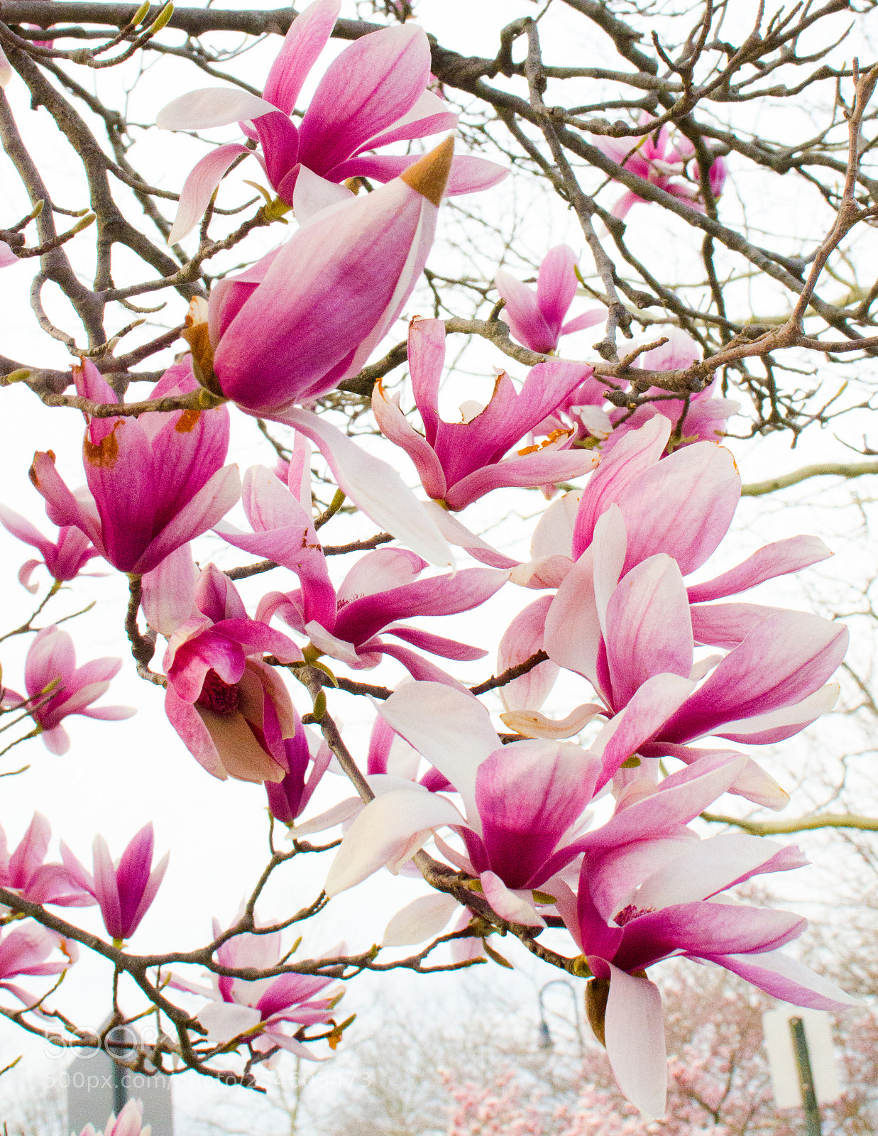Nikon D7000 sample photo. Magnolia photography