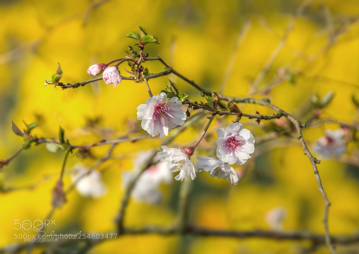 Nikon D5200 sample photo. - photography