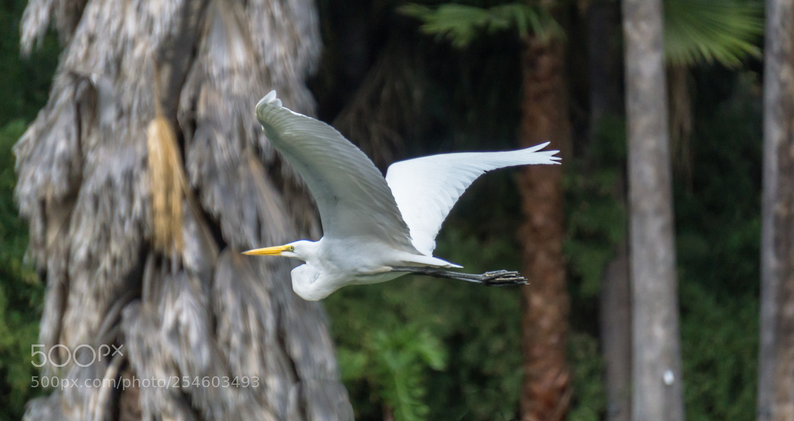 Sony a6000 sample photo. Egret on the wing photography